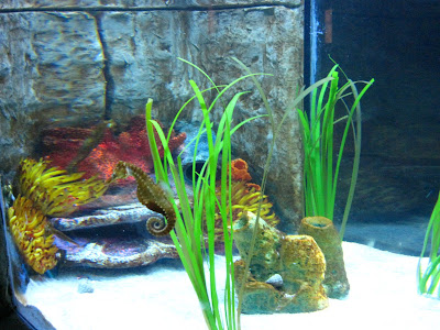 Underwater Adventures® Aquarium at the Mall of America