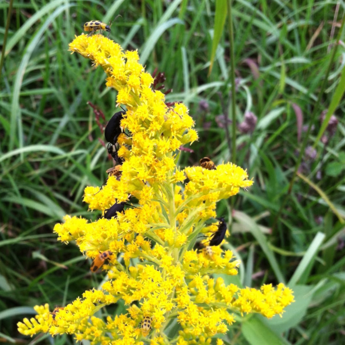 Spotted Cucumber Beetle