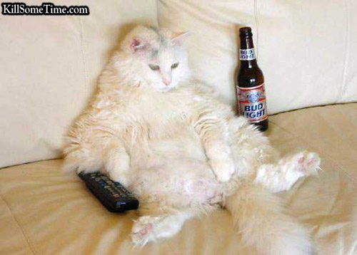 Drunk Cat!