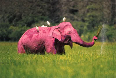 Pink Elephant!
