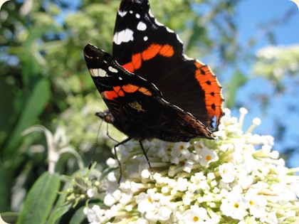 Sommerfuglebusk