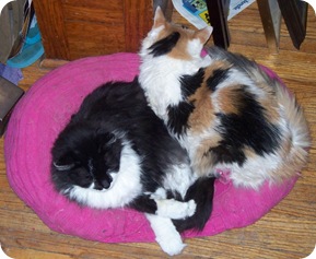 Pookie and Kiki in the sweater bed