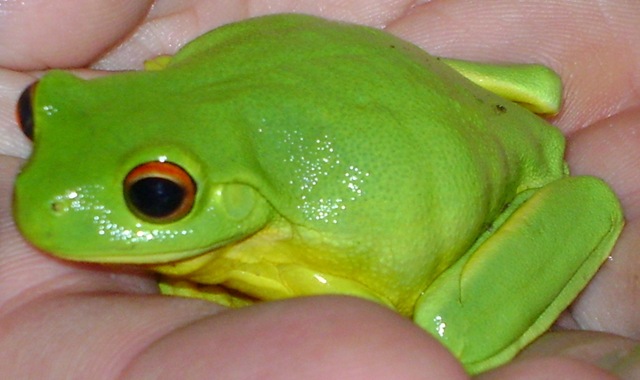 [frog4.jpg]