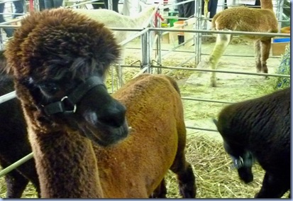 alpaca 4 alpaca 4