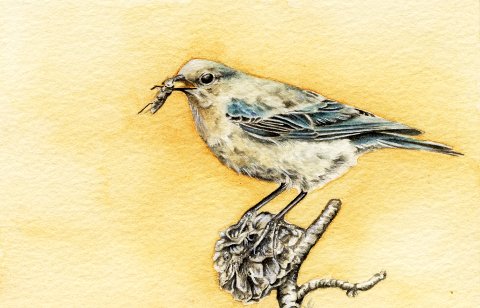 watercolour bluebird painting