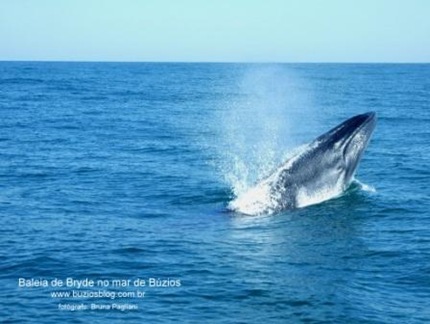 Foto 1 Baleia de Bryde, emergindo do lado de nosso barco.