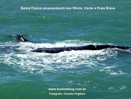 Foto 7 Baleia franca amamentando seu filhote, frente a Praia Brava