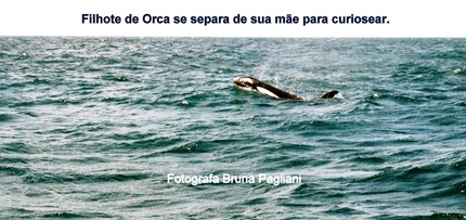 Foto 9 Orca e filhote, o maior dos golfinhos.