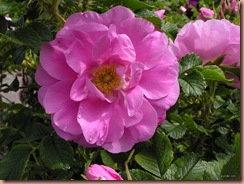 rosa-rugosa