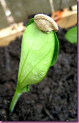 zucchini seedling with seed