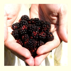 [blackberrieshand[3].jpg]