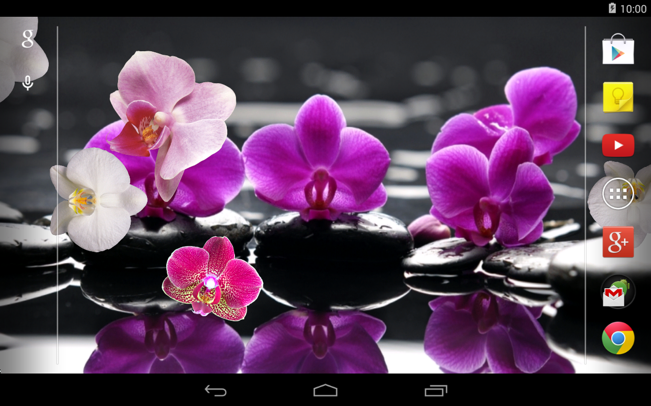 Orchids In Water Wallpaper
