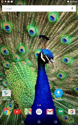 【免費個人化App】Peacock Live Wallpaper-APP點子