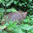 Asian forest tortoise