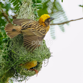 Hard Work by Kuppusamy Ramesh - Animals Birds