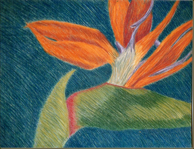 bird of paradise drawing two