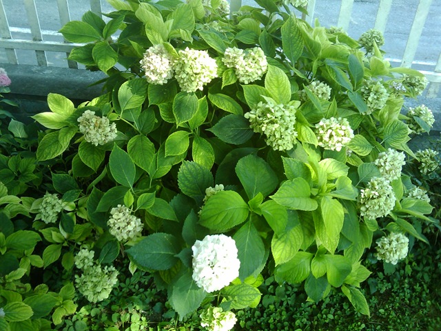 [2009-07-15 16.55.36[2].jpg]