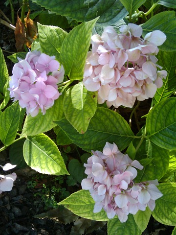 [2009-07-15 16.56.38[2].jpg]