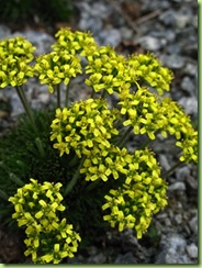 Draba rosularis