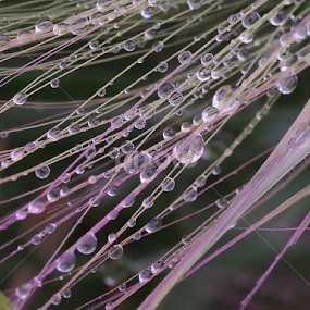 5 by Ólafur Ingi Ólafsson - Nature Up Close Leaves & Grasses