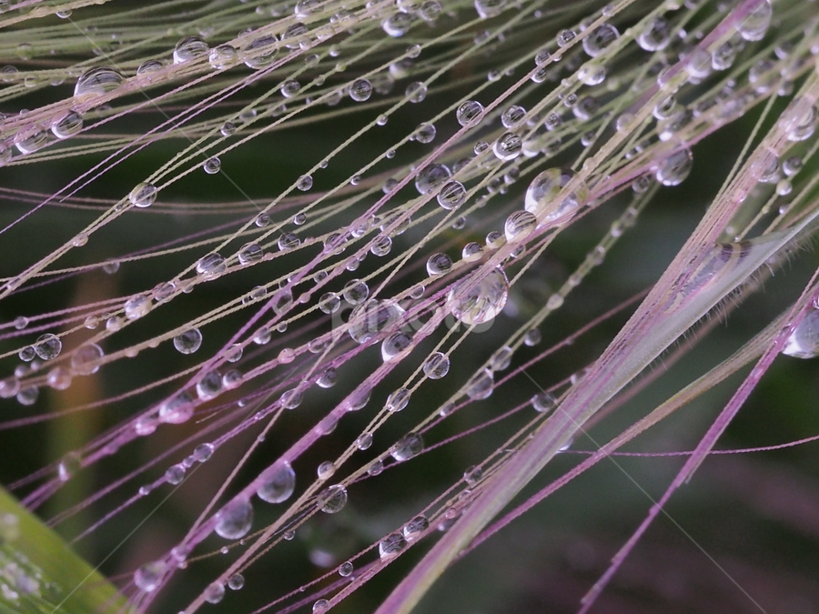 5 by Ólafur Ingi Ólafsson - Nature Up Close Leaves & Grasses