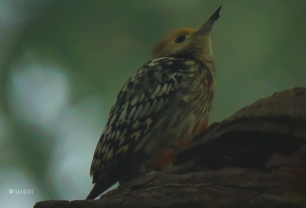 Brown-capped woodpecker