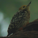 Brown-capped woodpecker