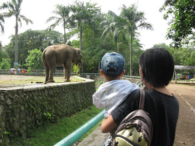 gajah yang besar sekali