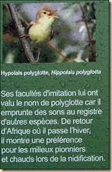 Hypolais Polyglotte