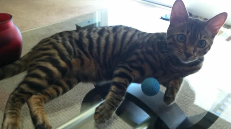 CatTube - Video of cat breeds poster 4