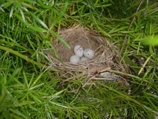 birds nest (6)