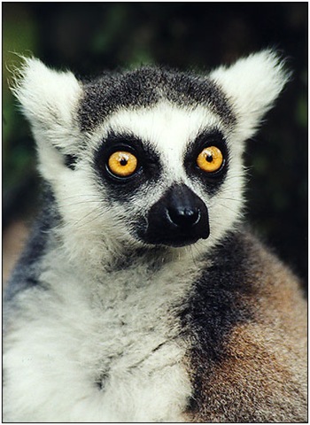 [Lemur[3].jpg]