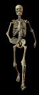 [esqueletos (14)[2].gif]