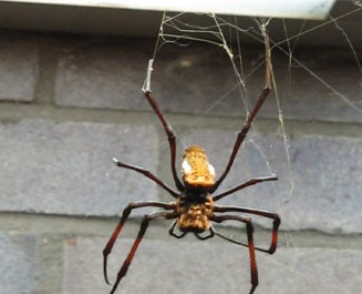 [nephila-612[4].jpg]