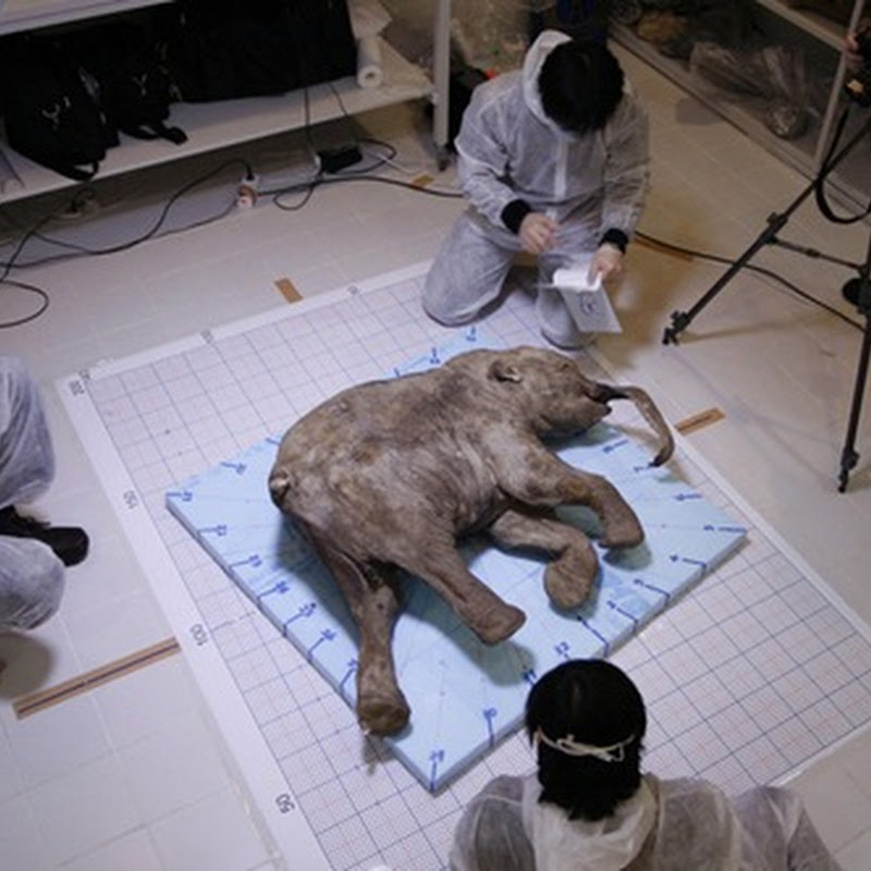Autopsia a un mamut congelado