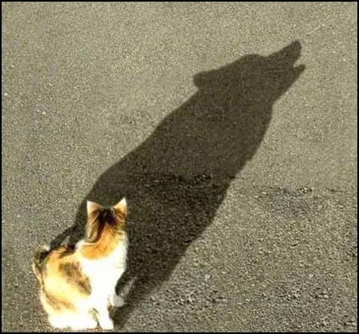 [shadow[2].jpg]