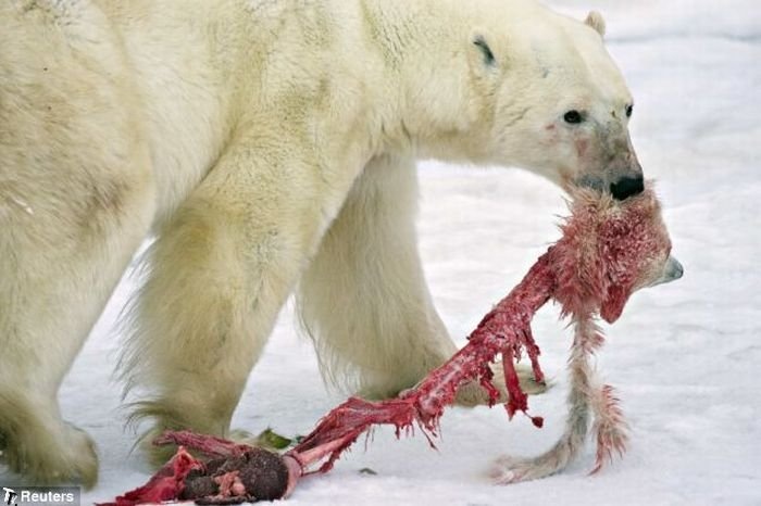 [male_polar_bear_cats_bab_cub_04[3].jpg]
