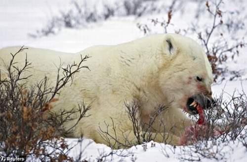 male_polar_bear_cats_bab_cub_03