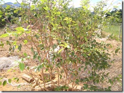 DSC01352
