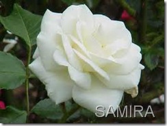 CAN9MU94CAMZ09MDCARY9VFICARTJSY9CA4606KICA3PH3T4CA785WMACA3G0R8TCAARZ1M0CAGROYHZCA9LUWZGCASXLM0ECAHGI2WNCAYKYYPDCATS0GA9CA2256VBCAQAZQ3NCAVEC2JU