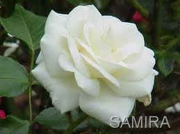 [CAN9MU94CAMZ09MDCARY9VFICARTJS[161].jpg]