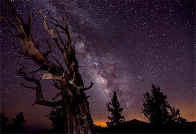 Blazing-Bristlecone-Tom-Lowe524 1.jpg Blazing-Bristlecone-Tom-Lowe524 1.jpg