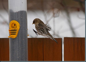 redpoll