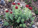 Roseroot (Sedum rosea)