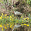 American White Ibis