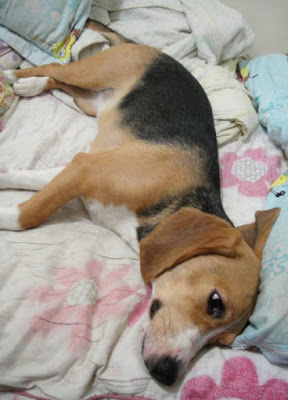 [Dog]讓人又愛又恨的小寶貝－毛豆一歲生日快樂！ - 阿祥的網路筆記本