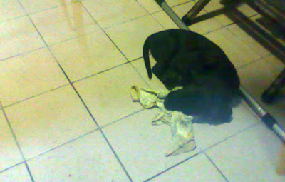 [Dog]下班途中…撿了小黑狗回家… - 阿祥的網路筆記本