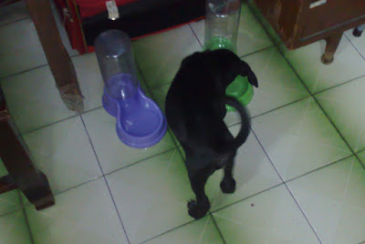 [Dog]小黑狗的主人，請和我聯絡！ - 阿祥的網路筆記本