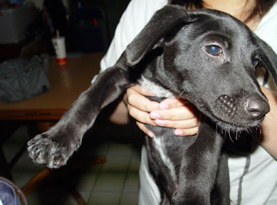 [Dog]Treat them like family！這很難嗎？ - 阿祥的網路筆記本