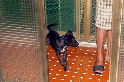 [Dog]莎悠娜啦！小黑！ - 阿祥的網路筆記本